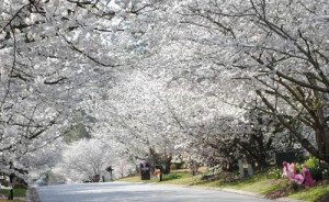 04122015 cover page (2)