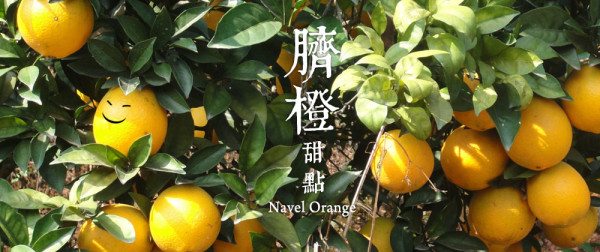 Navel-orange-01